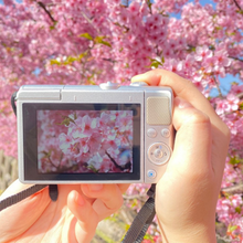 河津桜を撮影中写真