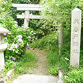左に石の灯籠、右に「天岩戸神社」と書かれた石柱の看板があり、奥に紫陽花の花と茂み、鳥居がある参道の写真