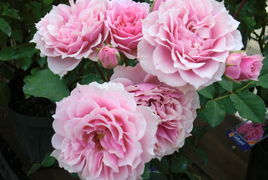 淡いピンク色の咲いているバラとつぼみのバラの写真