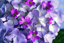 1本の花の中に薄い紫と濃い紫の2種類の濃さの花びらをつけているアジサイの写真