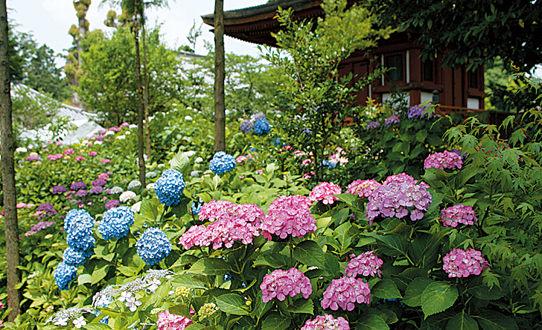 ピンクや青色、紫のあじさいの花が境内いっぱいに咲いている景色の写真