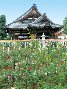 おふさ観音の境内にあるいろいろな花の中にさおが立てられ、たくさんの風鈴がつるされている様子を少し上からうつしたの写真