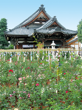 おふさ観音の境内にあるいろいろな花の中にさおが立てられ、たくさんの風鈴がつるされている様子を少し上からうつしたの写真