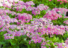 紫がかったピンク色の小さな花びらがたくさん咲いている、サクラ草の花畑の写真