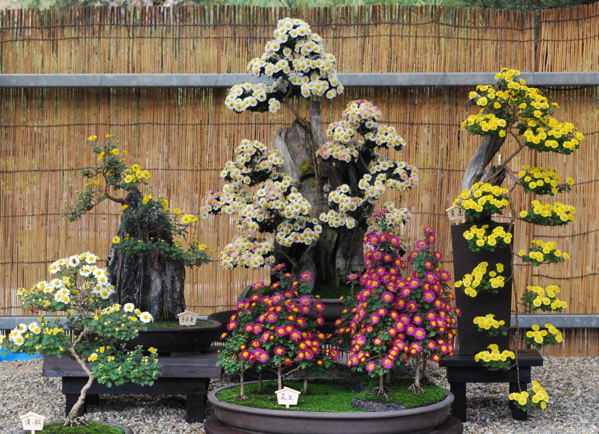 白やピンクや黄色の菊花の盆栽の写真