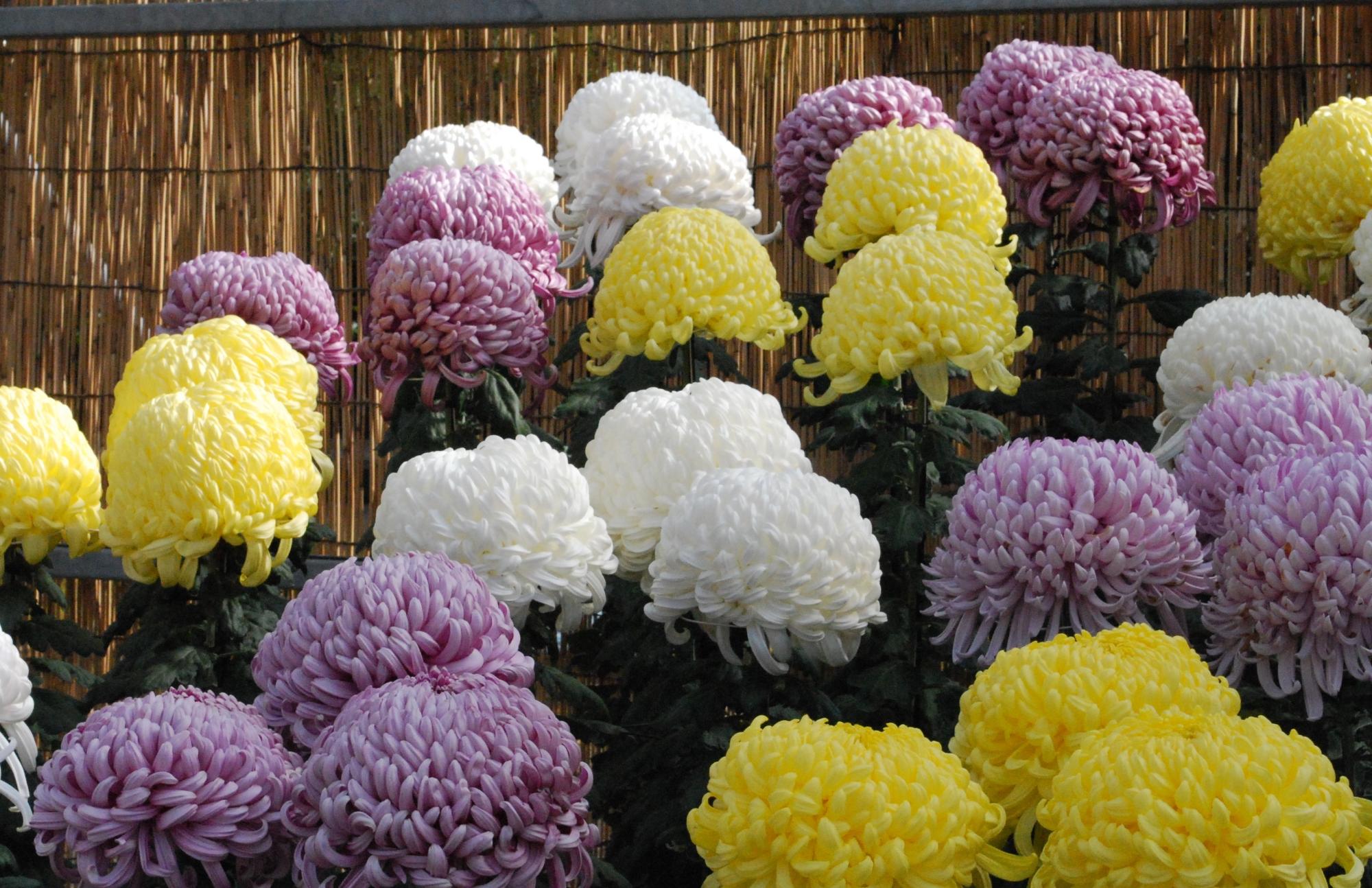 白や黄色や薄紫色の丸く大きく咲いた菊のアップの写真