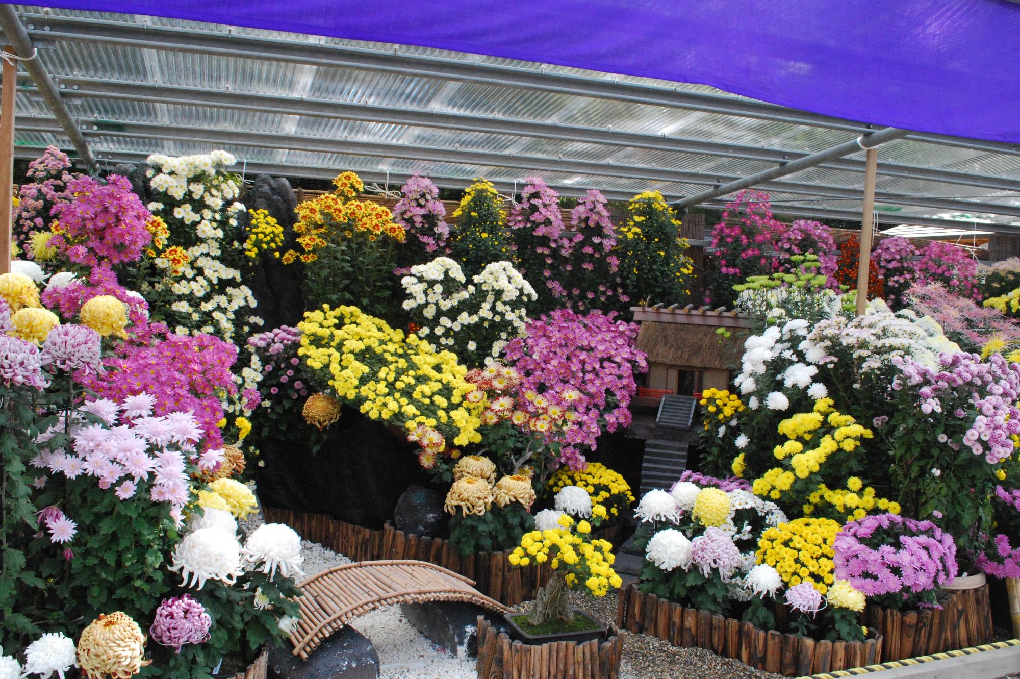 橿原菊花展で展示されているいろいろな色や形の菊の写真
