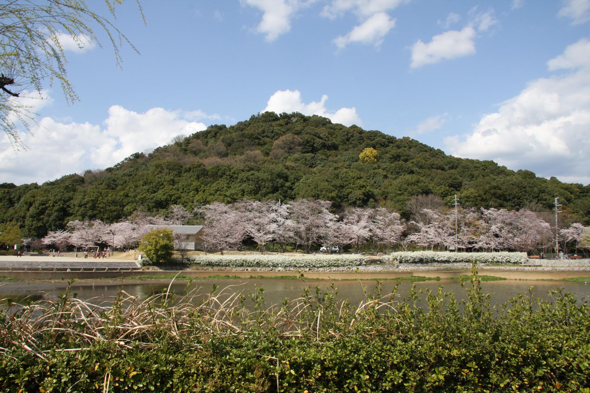 桜と耳成山の写真