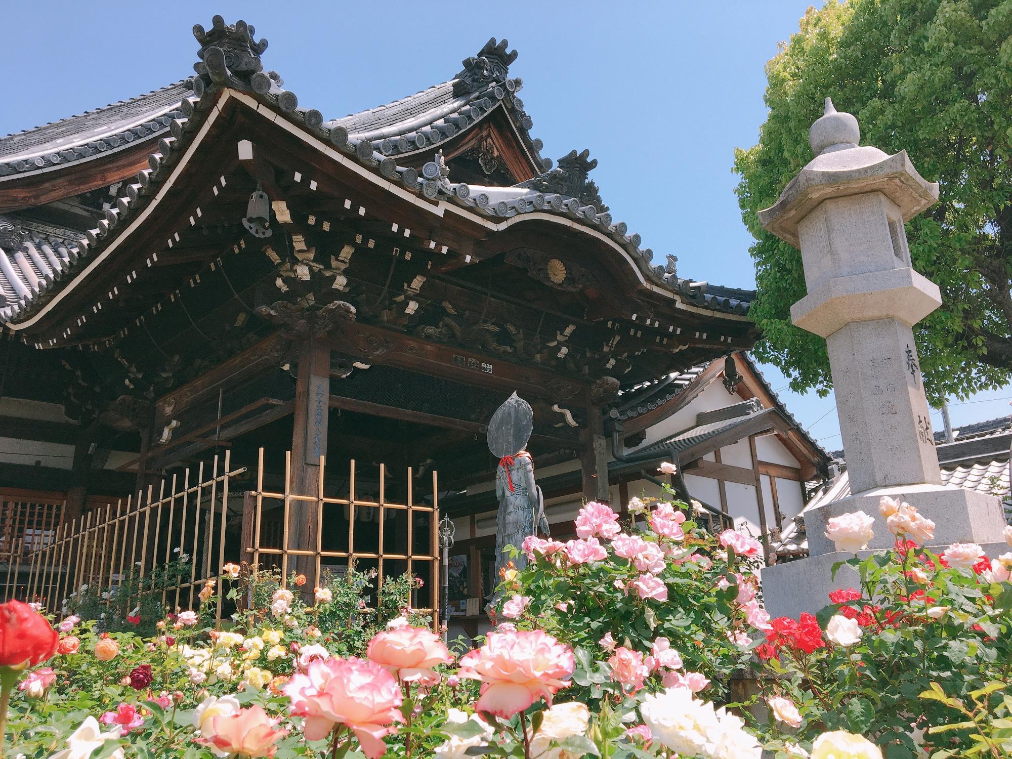 観音寺を背景に、たくさんのバラの花が咲いている様子の写真