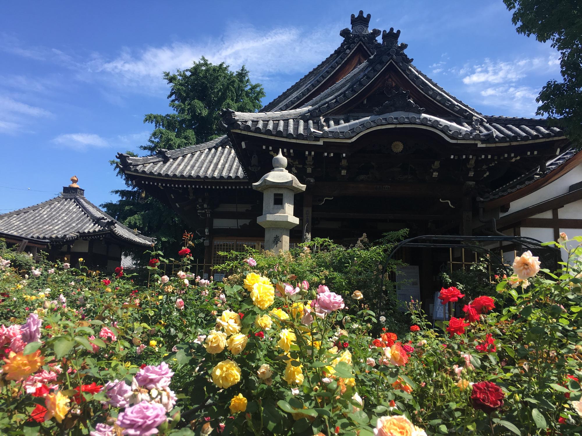 たくさんのバラの花とおふさ観音の本堂の写真