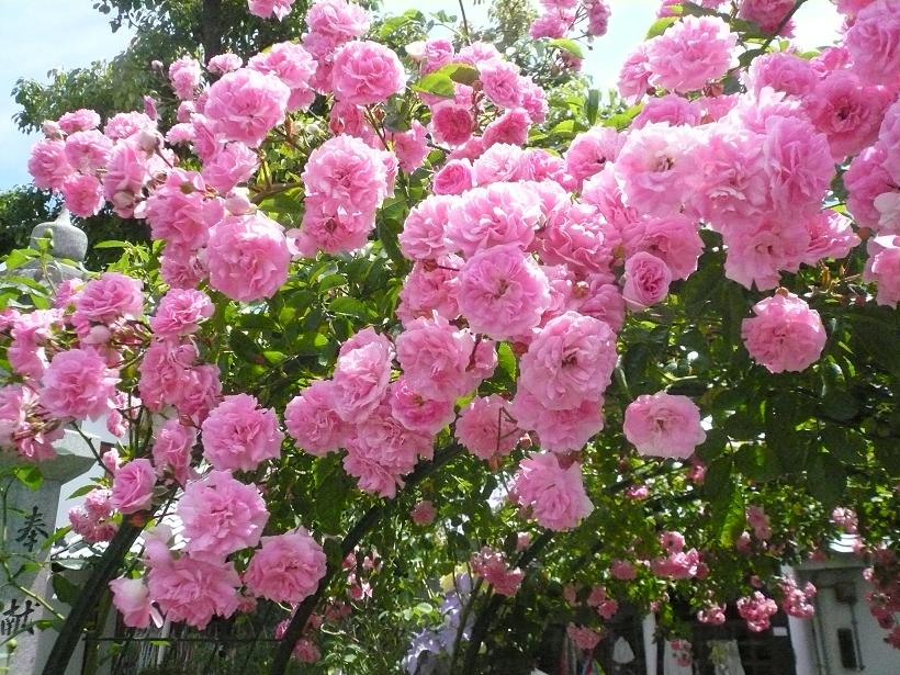 おふさ観音境内に咲くピンクの薔薇のアーチの写真