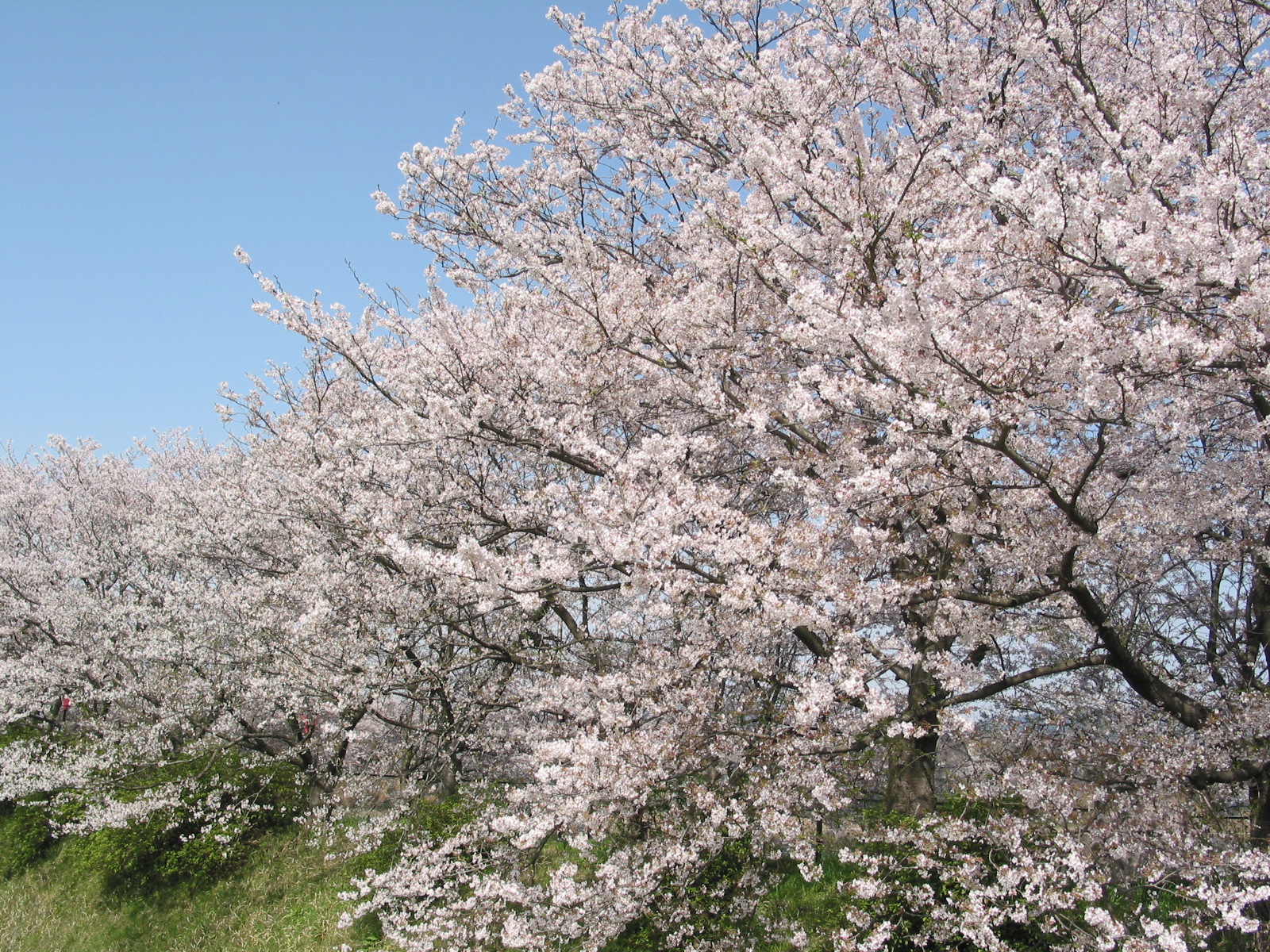 桜の枝に桃色の花が満開に咲いている様子を見上げるように撮影した写真