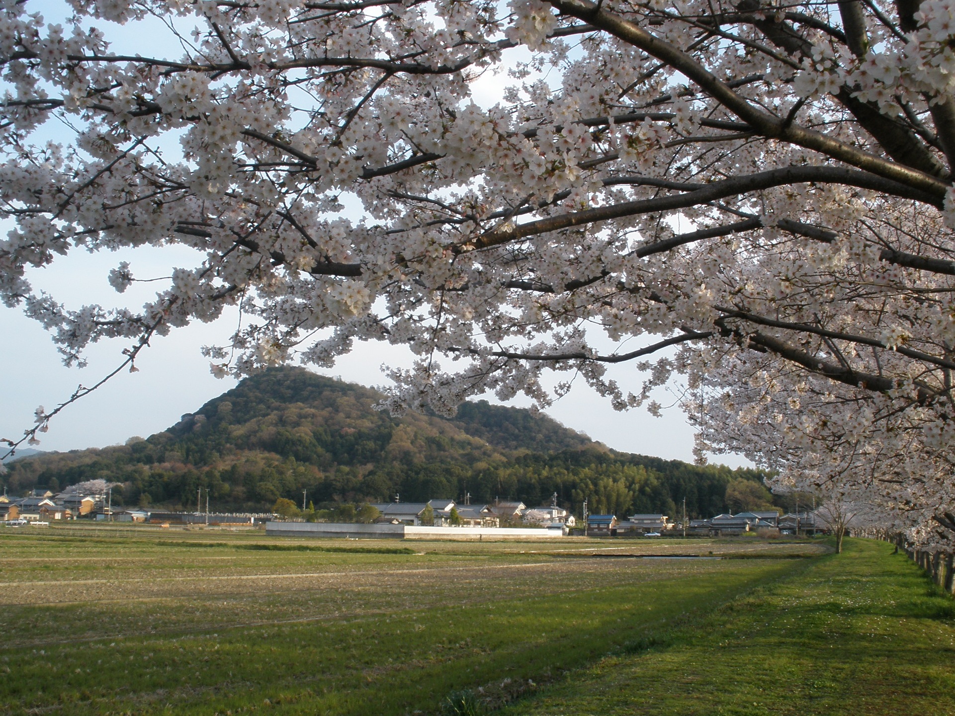 満開の桜の木と畝傍山の写真