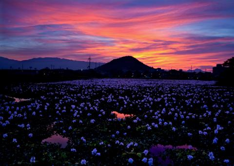 夕暮れをバックに青い花が咲き乱れる風景の写真