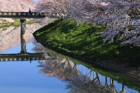 川岸に咲く桜とその下の水面に写る桜の写真