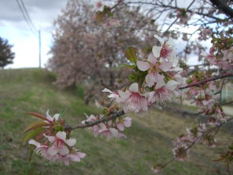 角度がある坂の中程に植わったヒマラヤザクラが、花を咲き誇らせ新芽からも若葉が顔をのぞかせている写真