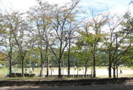 手前の歩道とその奥の並木を挟んで向こう側にあるグラウンドでゲートボールを楽しんでいる人々の写真