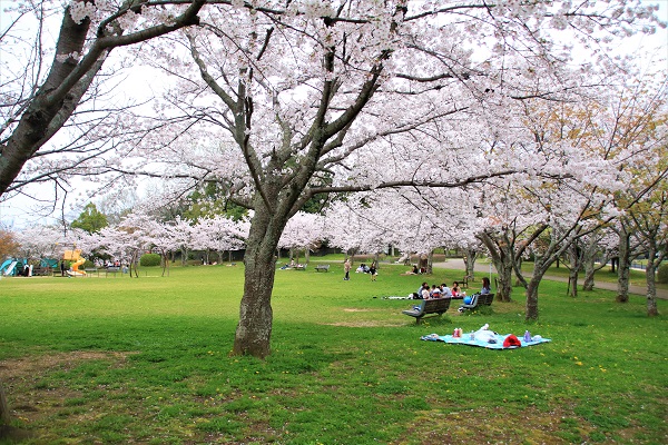 幾本もの満開の桜の木の下で、ベンチやレジャーシートに座って花見を楽しんでいたり、少し離れた場所から満開の桜並木を見上げたりしている沢山の家族連れの写真