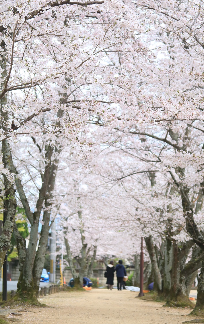 耳成山公園の桜の下を2人の男女が歩いている写真