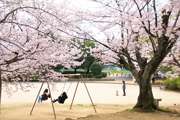 耳成山公園の桜の下で2人の子供がブランコに乗っている写真