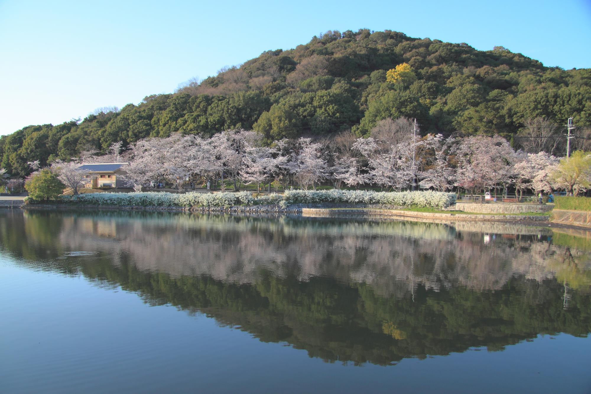 耳成山とそのふもとに咲く桜が水面に映って上下対称になっている写真