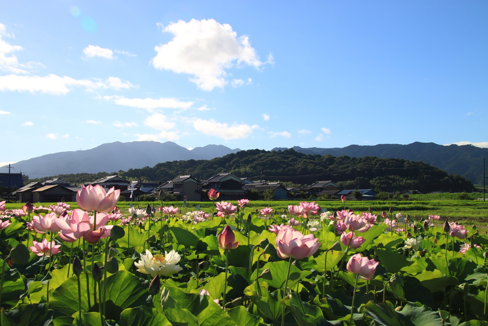 青い空の下で蓮のつぼみがふくらみ、白やピンクの花は開く力を感じるほどに花びらを大きく広げている写真