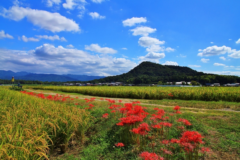 曼殊沙華の群落が黄緑色に輝く田んぼのあぜ道の終りまで続いている写真