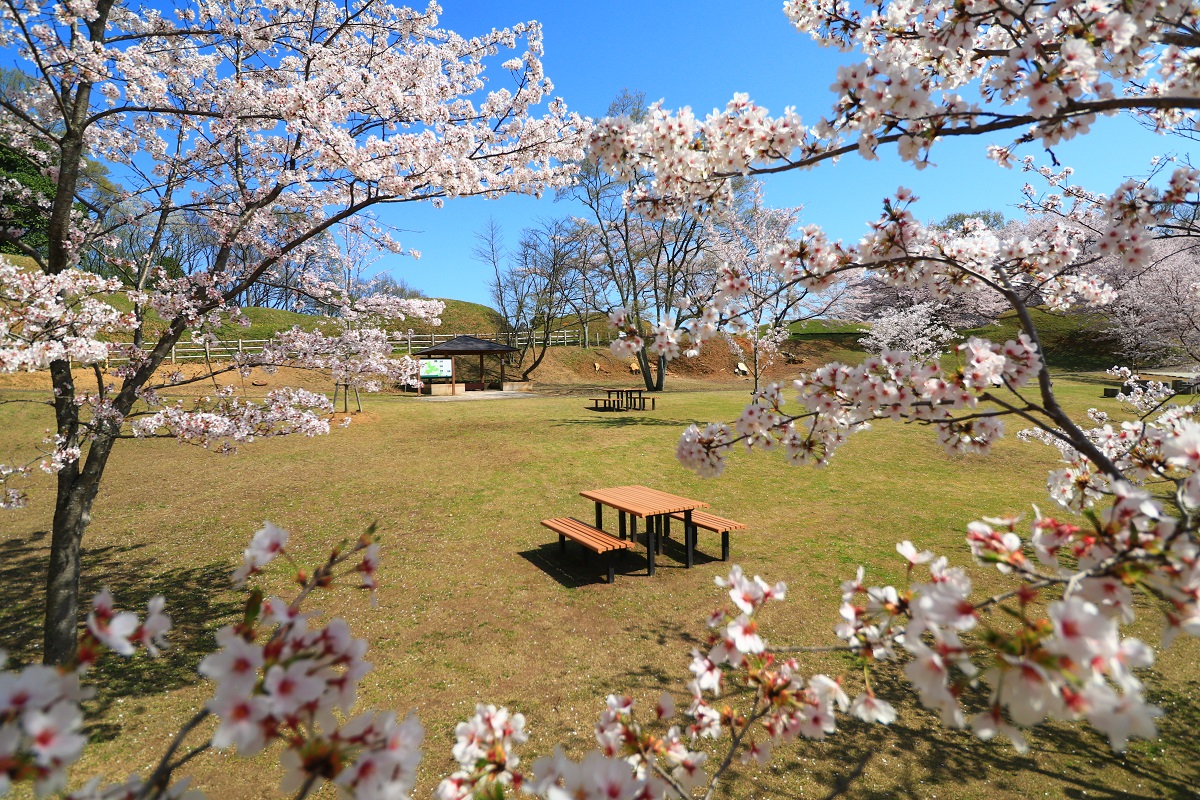ベンチのある、公園を背景に満開の桜の花が写っている写真