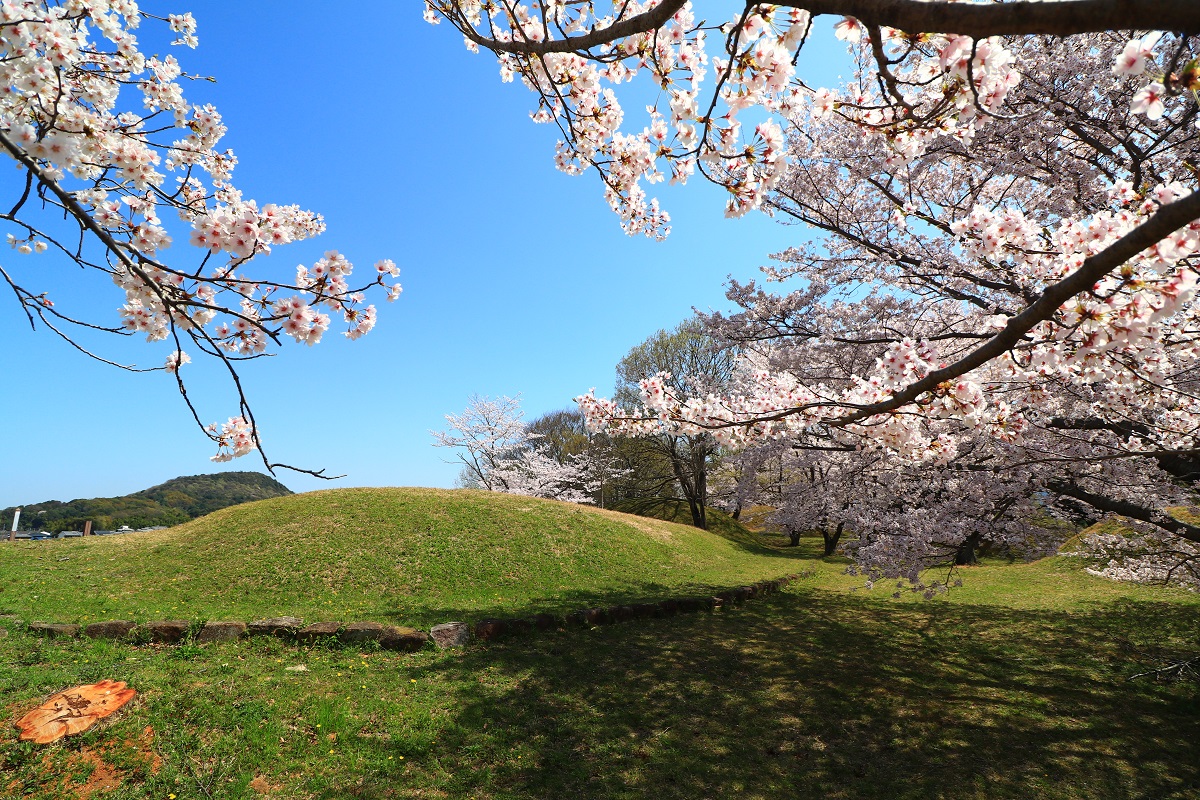 青空の下の小さな丘を背景に、満開の桜の花が写っている写真