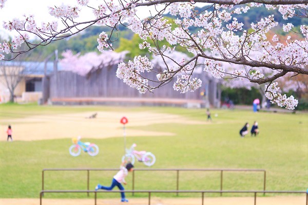 満開の桜の木に囲まれた草原で、親子たちが楽しそうに遊びまわっている写真
