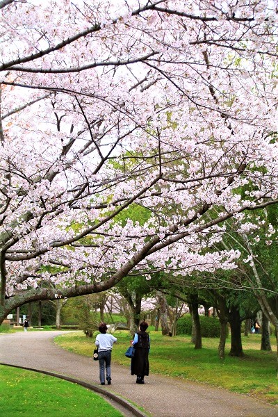 満開の桜並木のトンネルの下を、お年を召した女性が二人連れ立って、仲良く歩いている写真