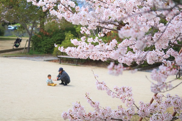 耳成山公園の桜の下で親子が遊んでいる写真