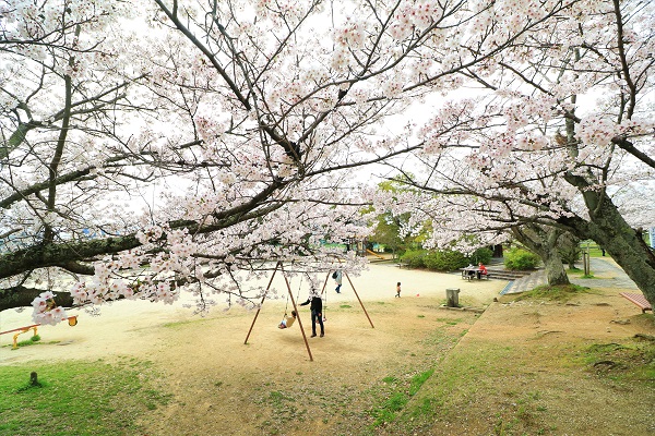 耳成山公園の桜の下で親子がブランコで遊んでいる写真