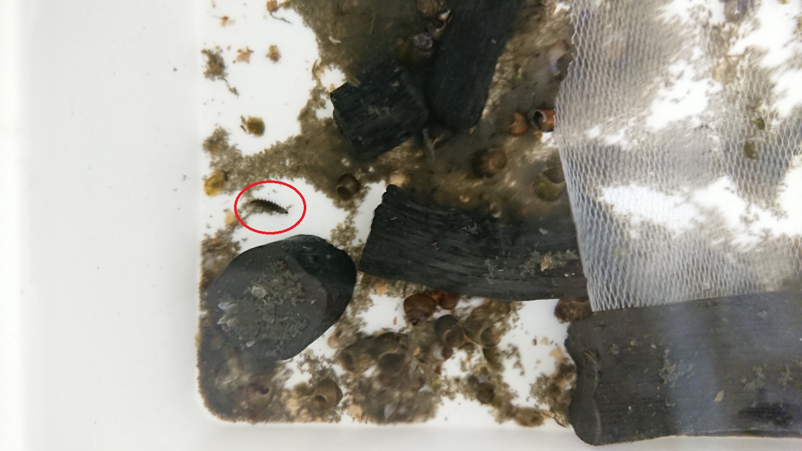 水槽の左中央にいる成長したホタルの幼虫を赤い丸で囲っている写真