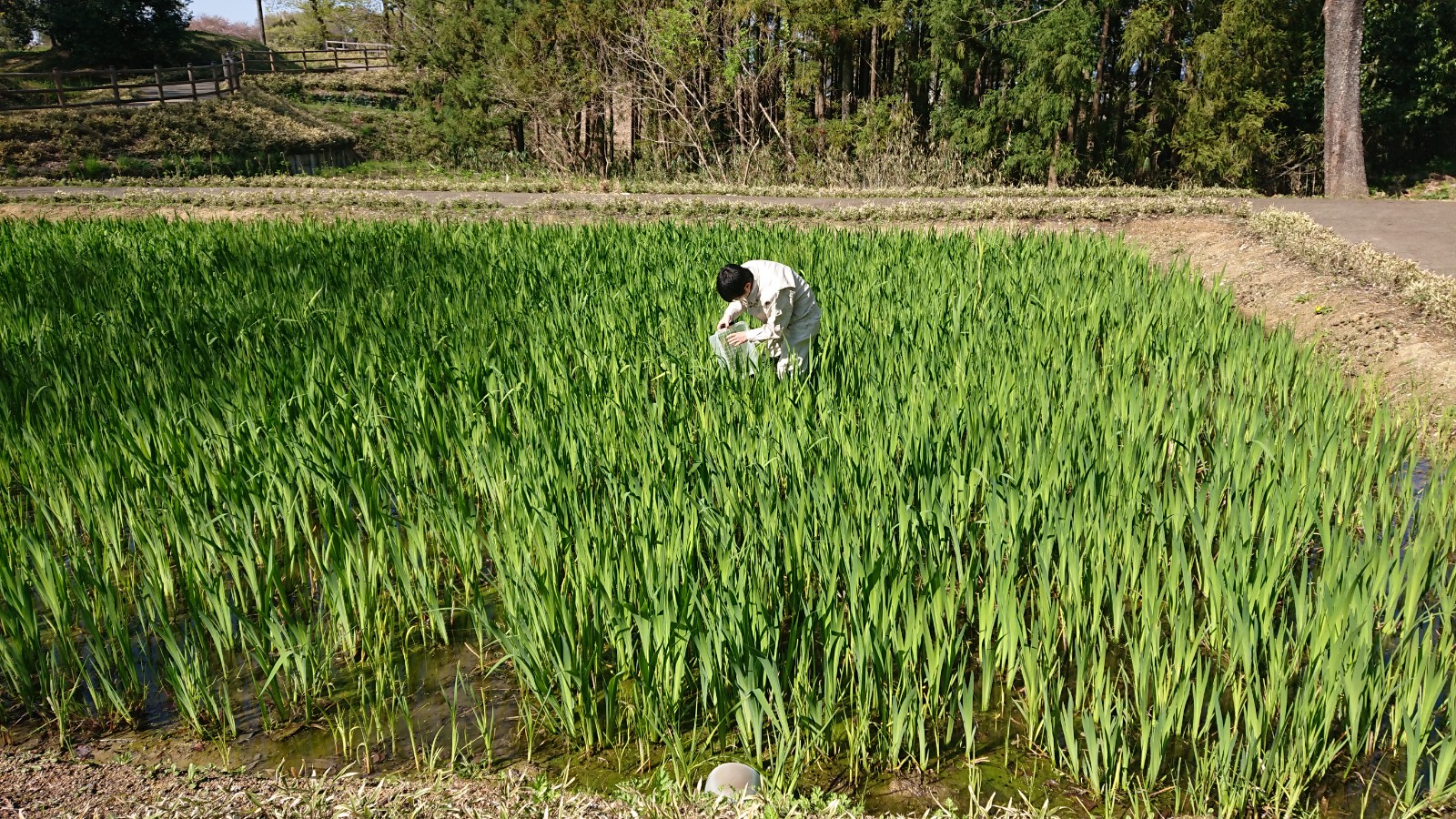 棚田の広場カキツバタの池へ幼虫を放流する人の写真