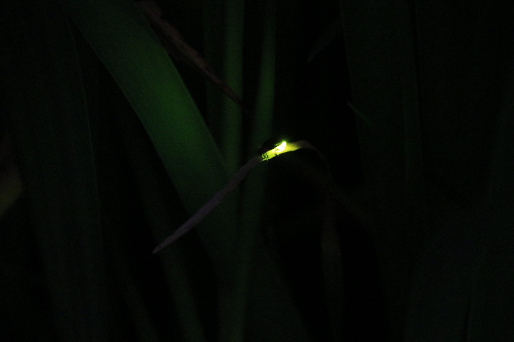 カキツバタの葉の陰で光るホタルの写真