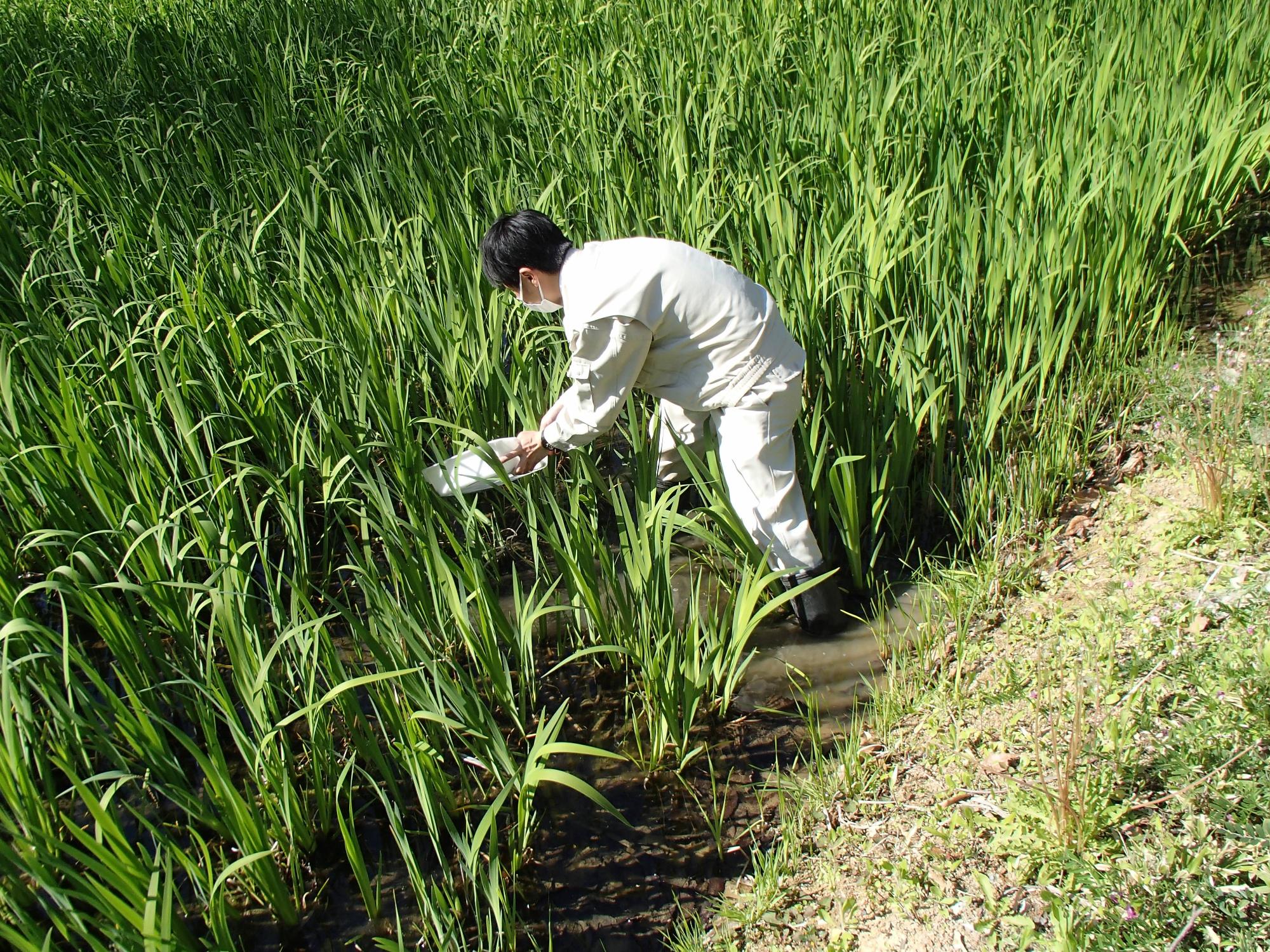 カキツバタの池へ幼虫を放流している男性職員の写真