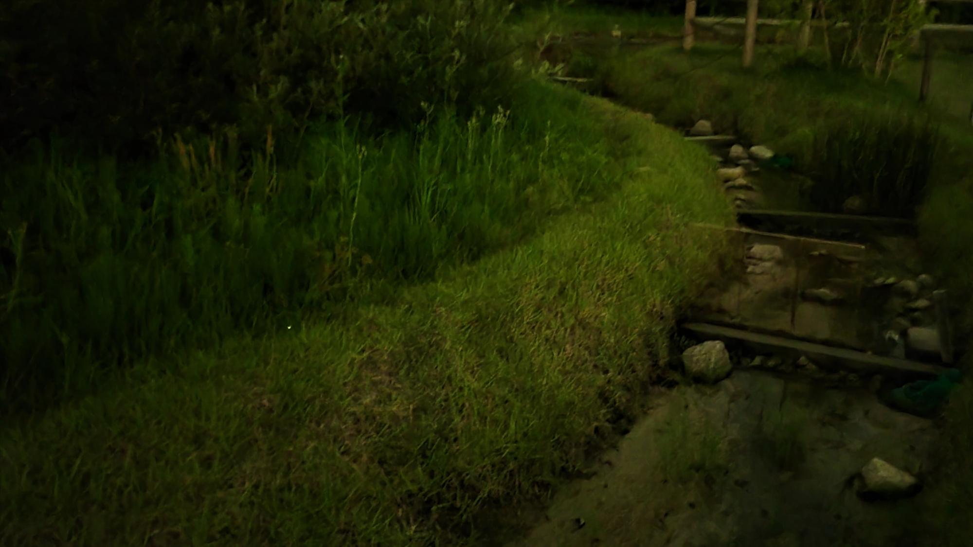 せせらぎの藪の中で小さく光るホタルの写真