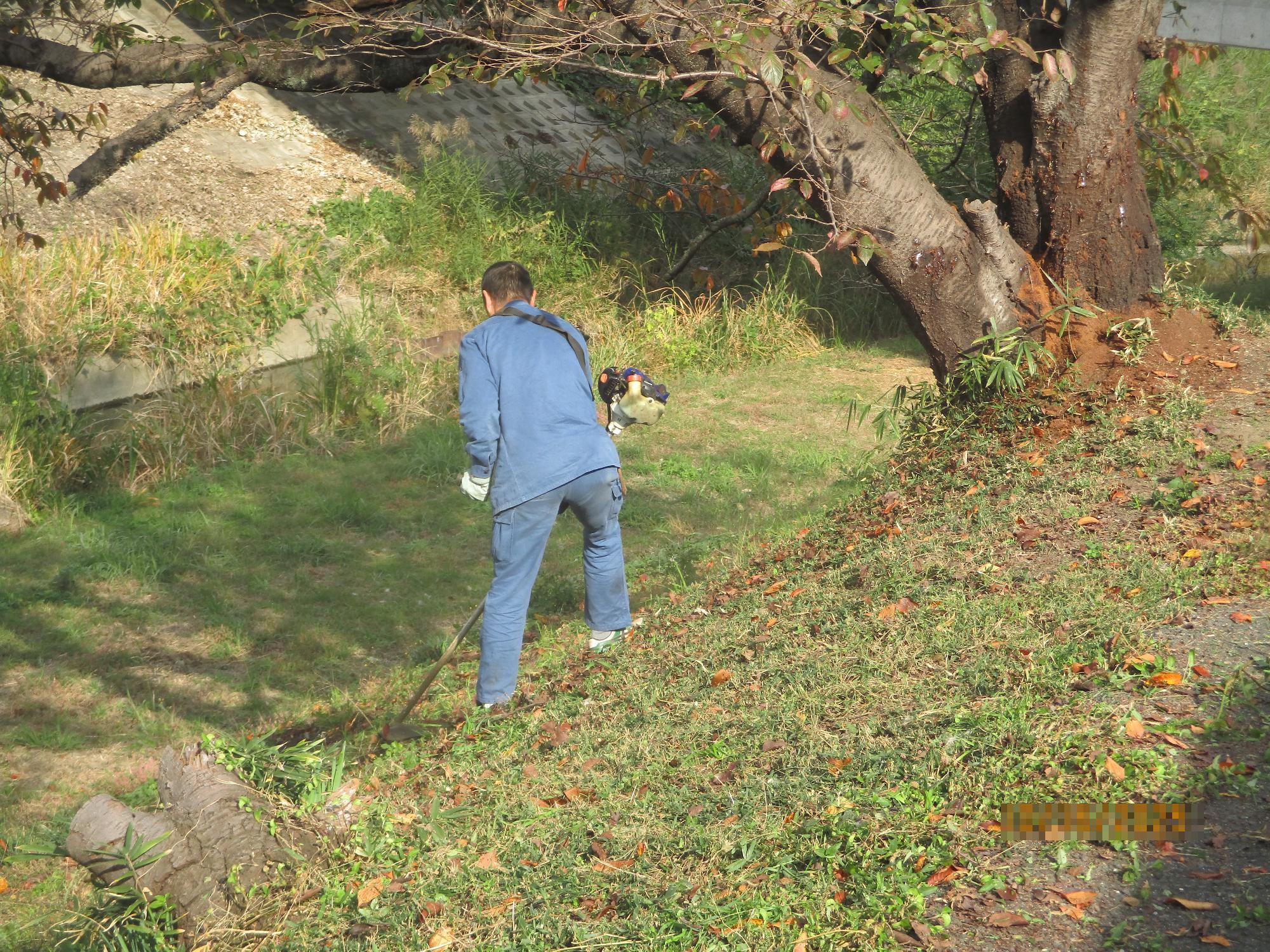 20251104草刈の様子1