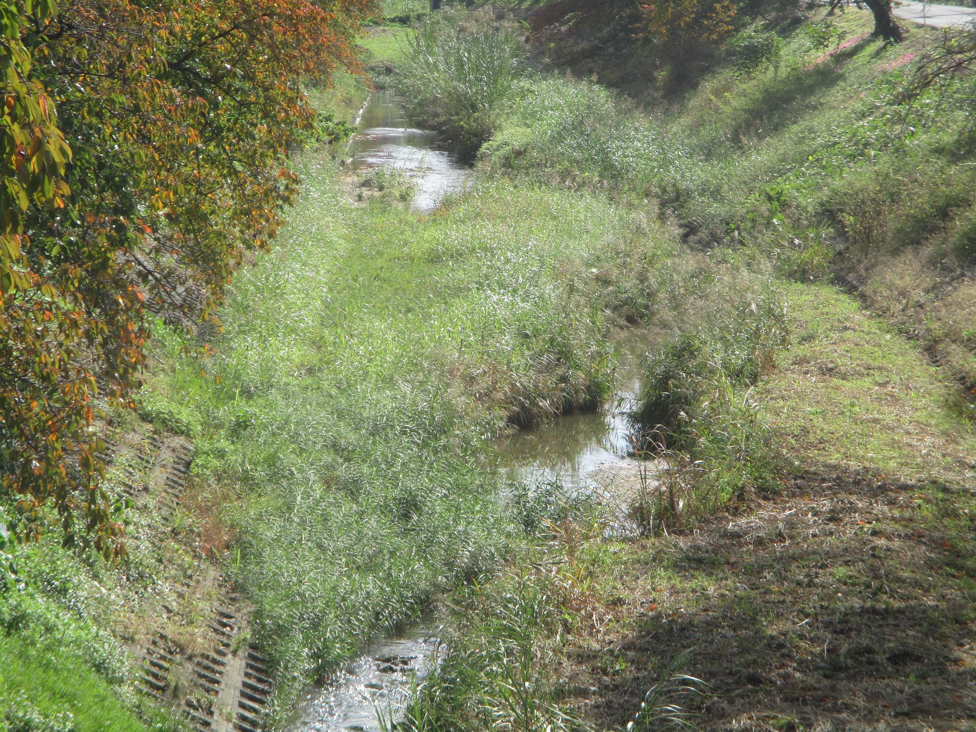 20251104草刈の様子2