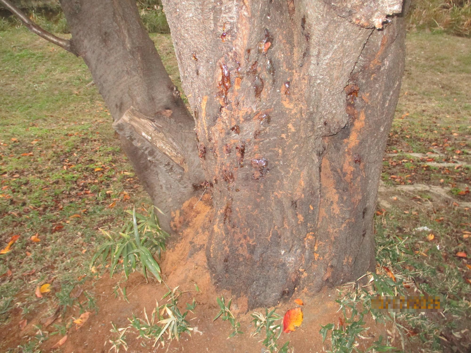 20251104桜の木の様子