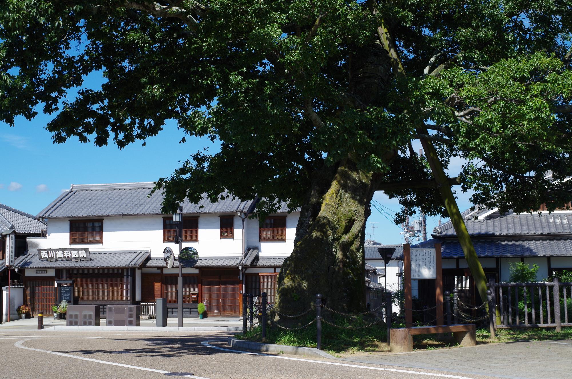 今井町の玄関口にある大きなエノキの木の写真