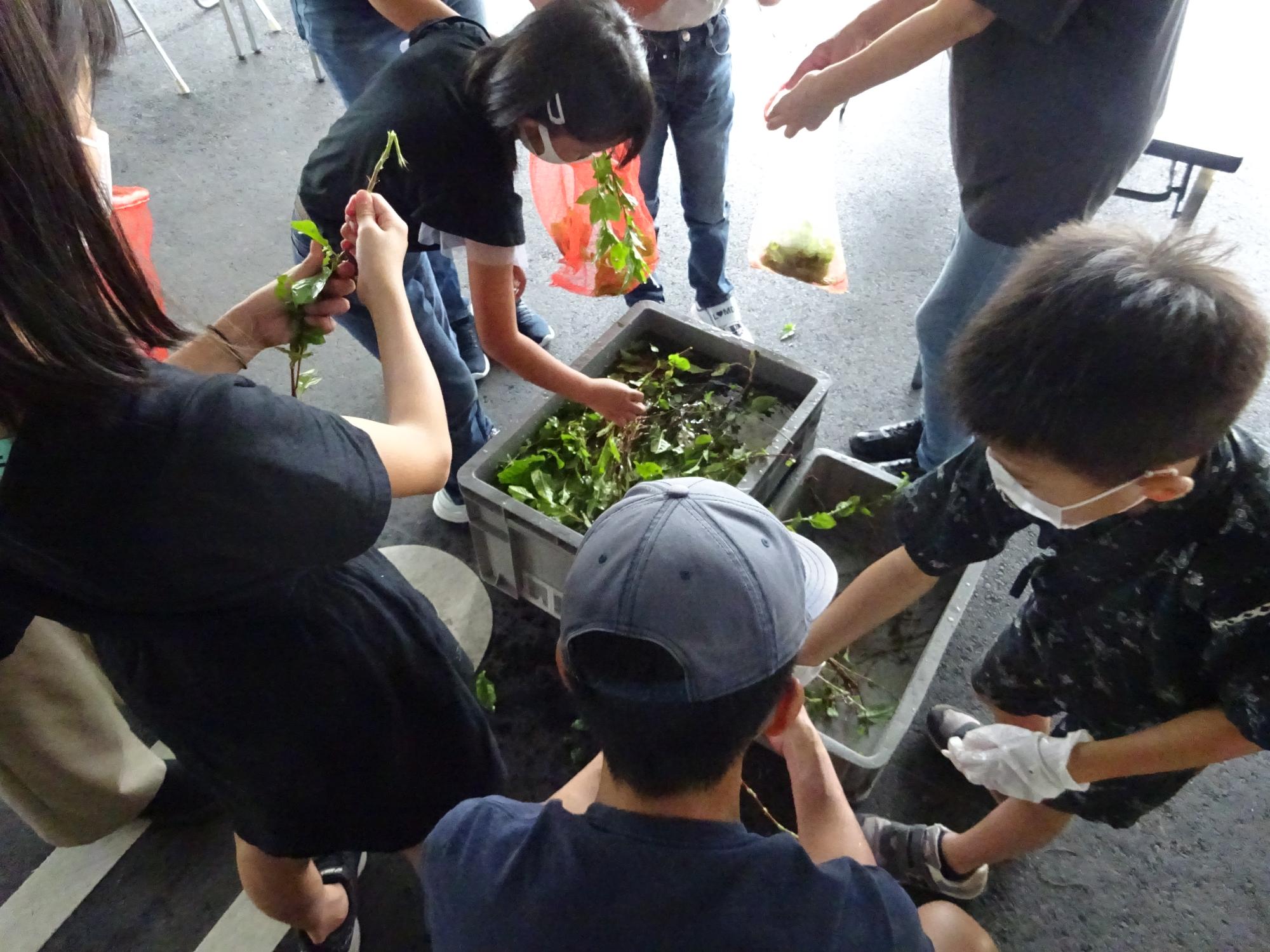 水に浸った藍の葉を摘む子どもたちの様子