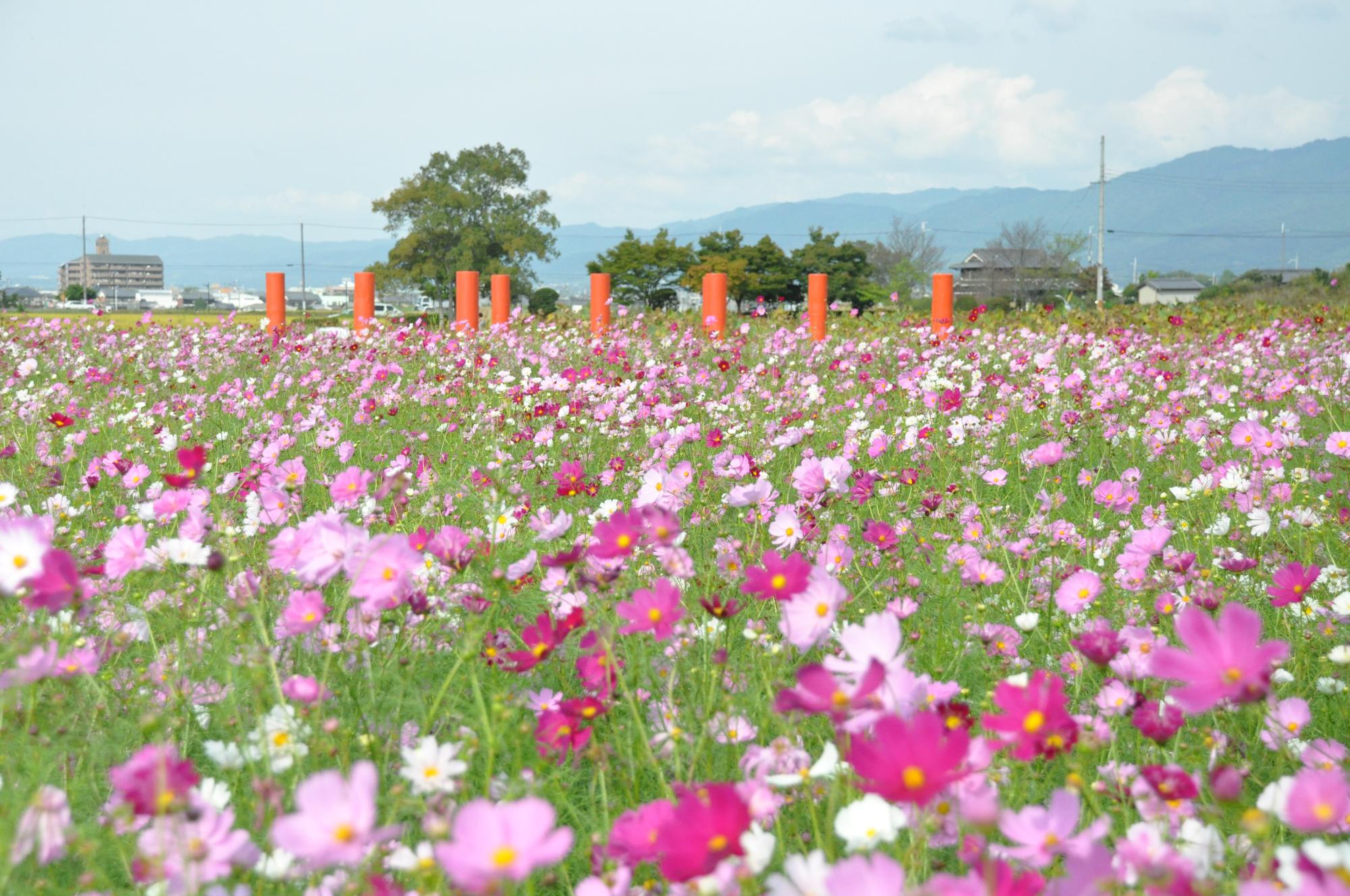 藤原宮跡