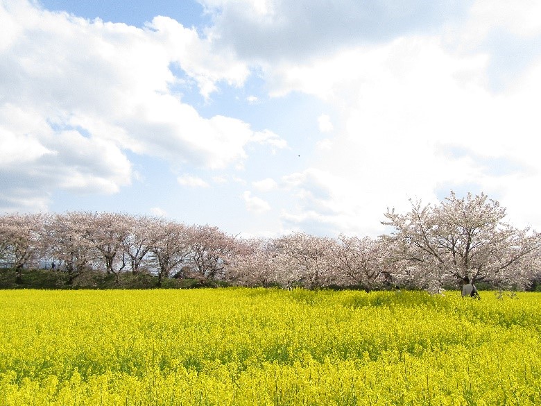 一面が黄色い菜の花に覆われており、奥に桜の木が並び立っている様子