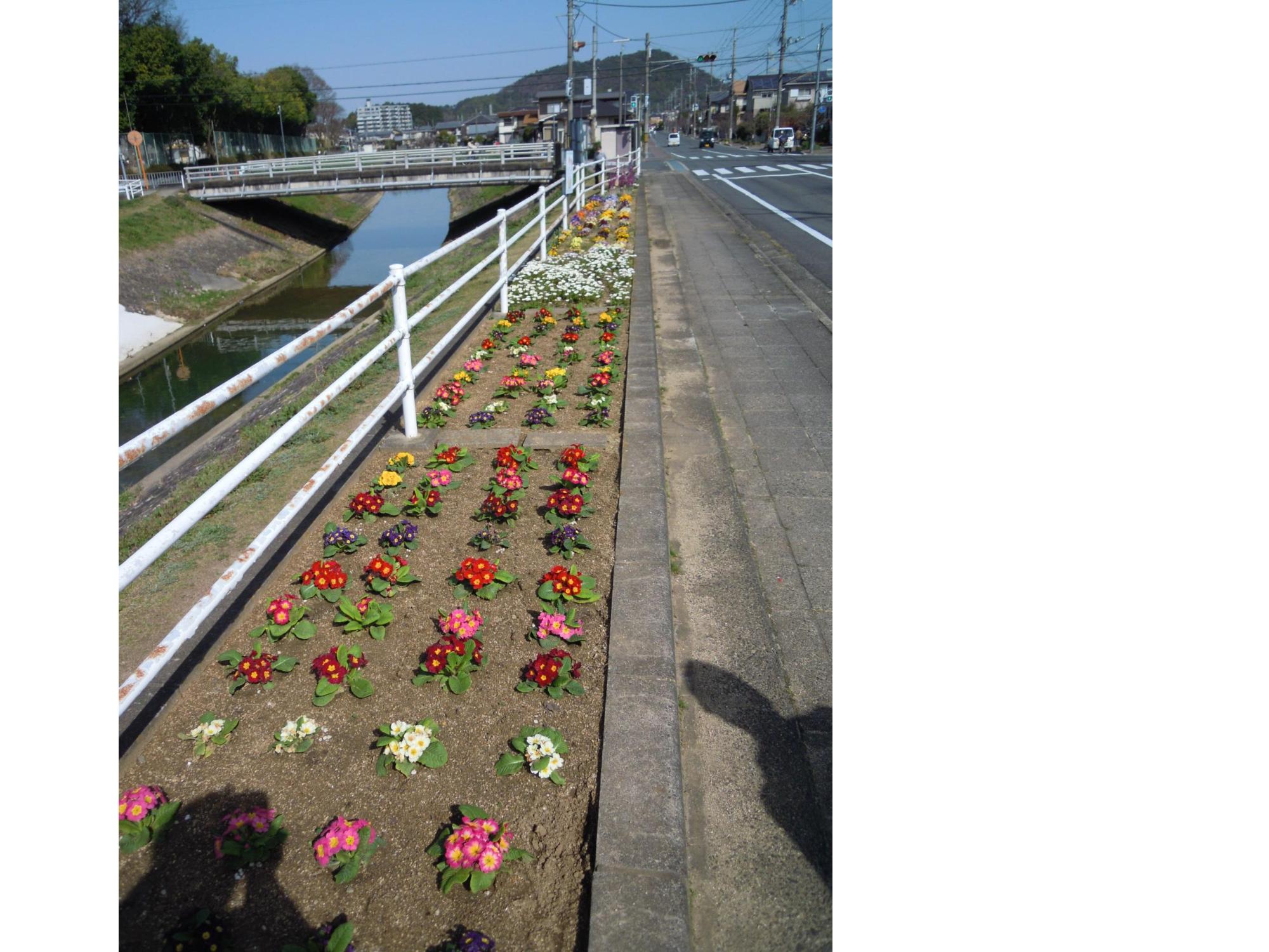 高取川右岸の道路沿いにある色とりどりの草花が咲き乱れている花壇の写真