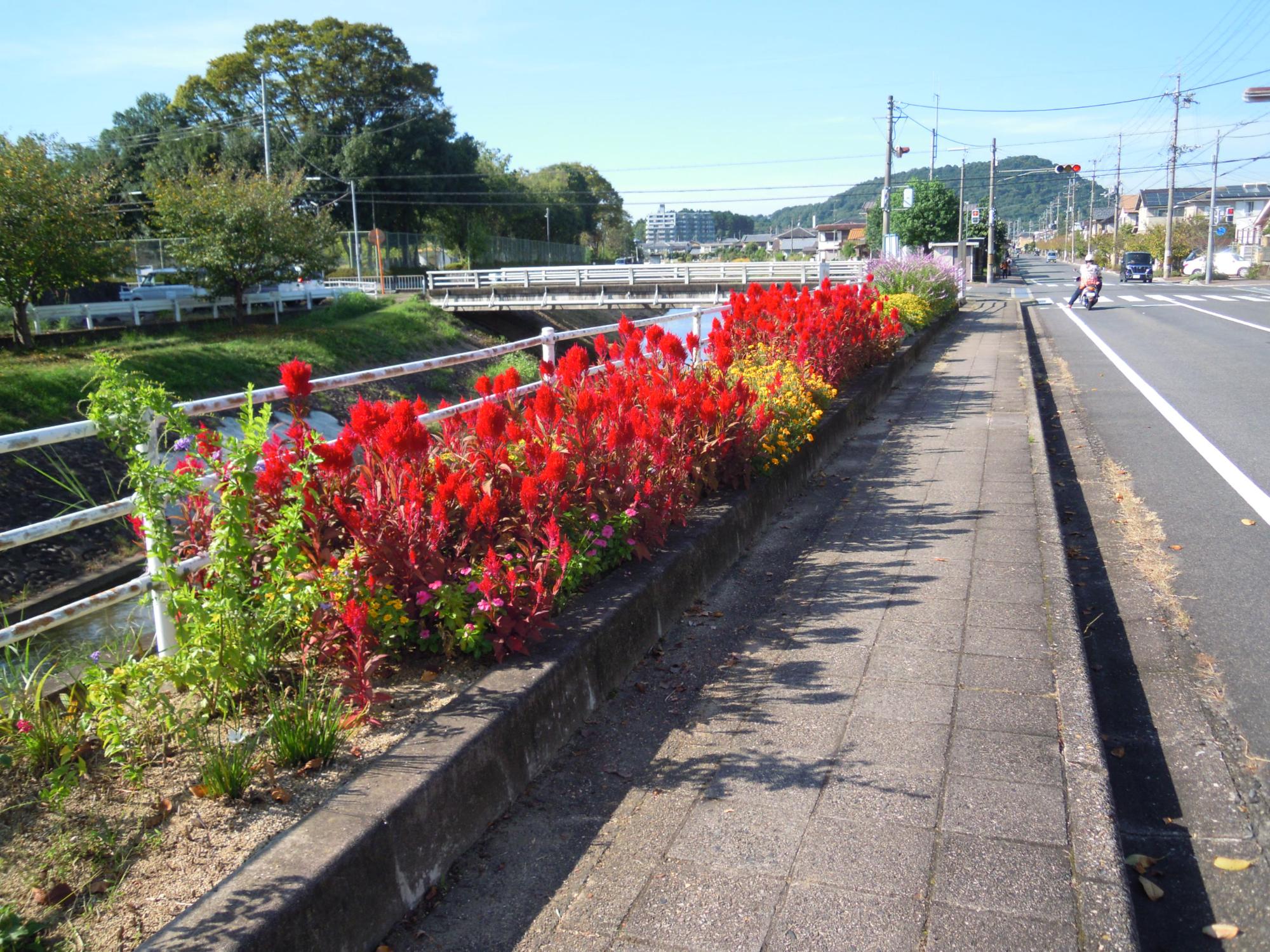 高取川右岸の道路沿いにある赤い花とピンク色の花と黄色の花が咲き乱れている花壇の写真