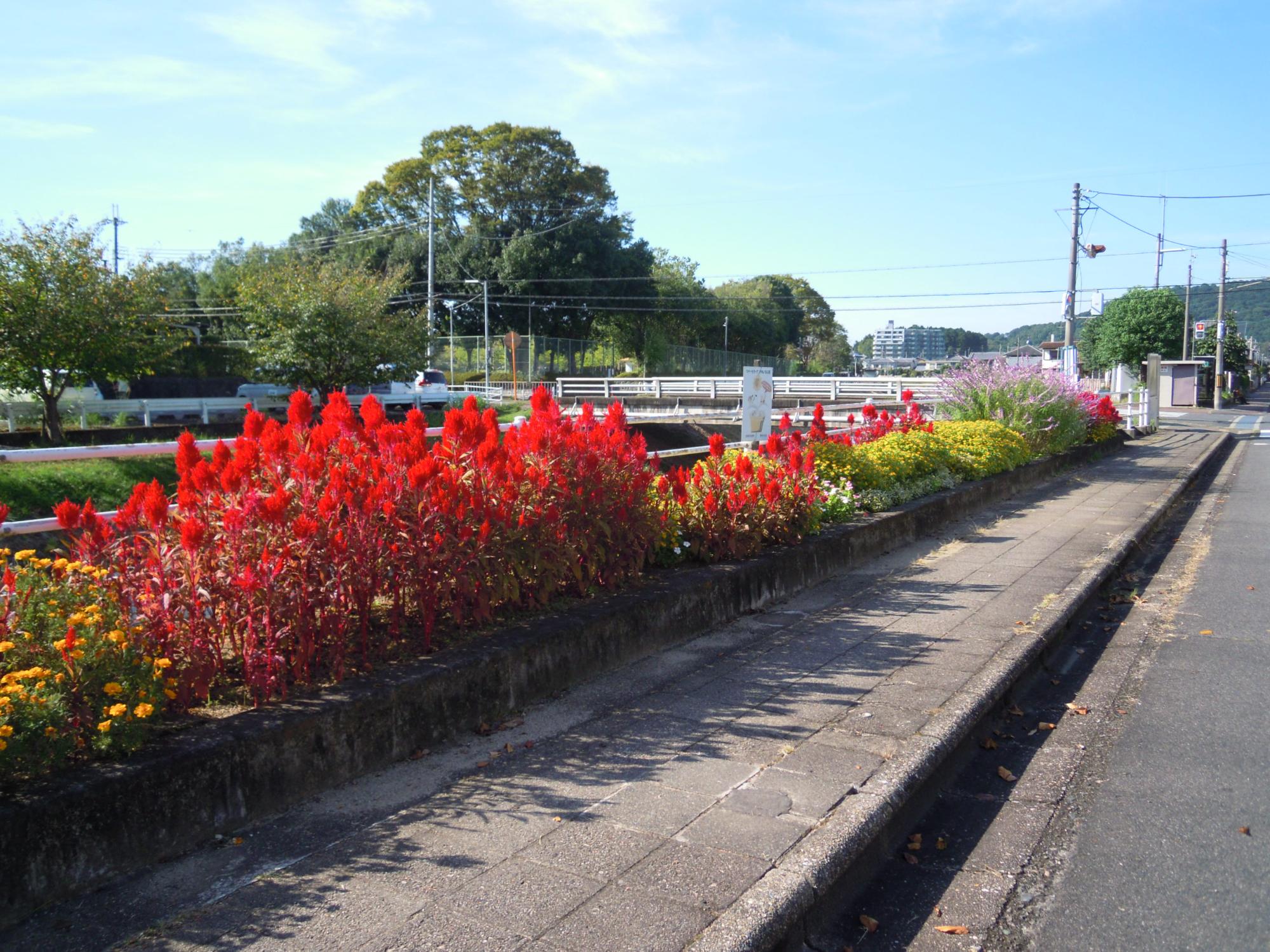 高取川右岸の道路沿いにある赤い花とピンク色の花と黄色の花が咲き乱れている花壇の写真