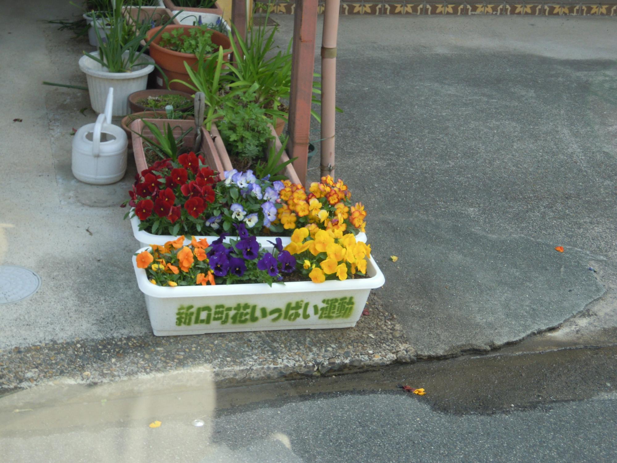 色とりどりの花が咲いている「新口町花いっぱい運動」と書いてある植木鉢2つといろいろな草が生えている植木鉢7つの写真