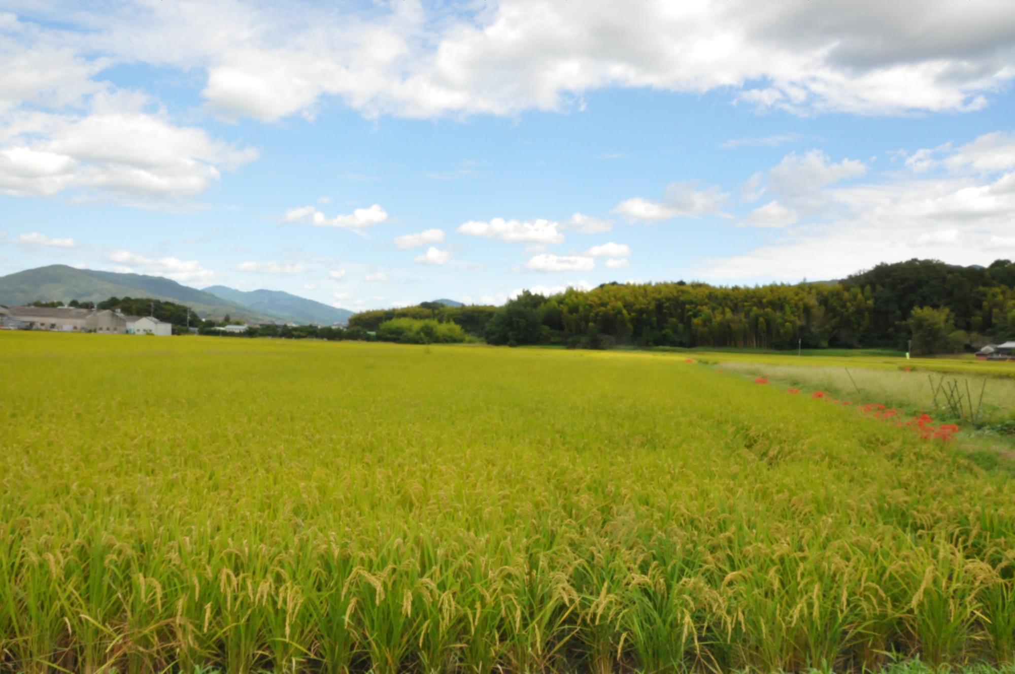 稲刈り前の田んぼ